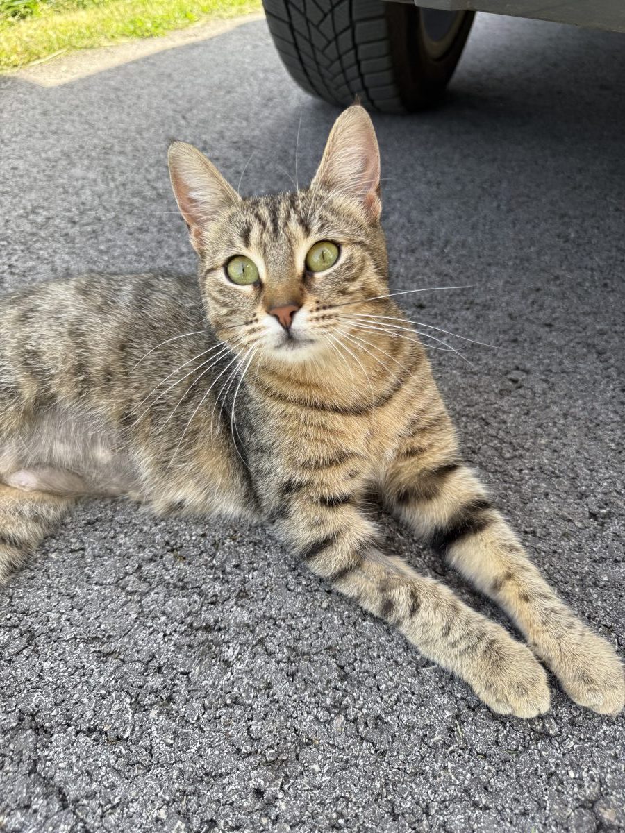 Cat