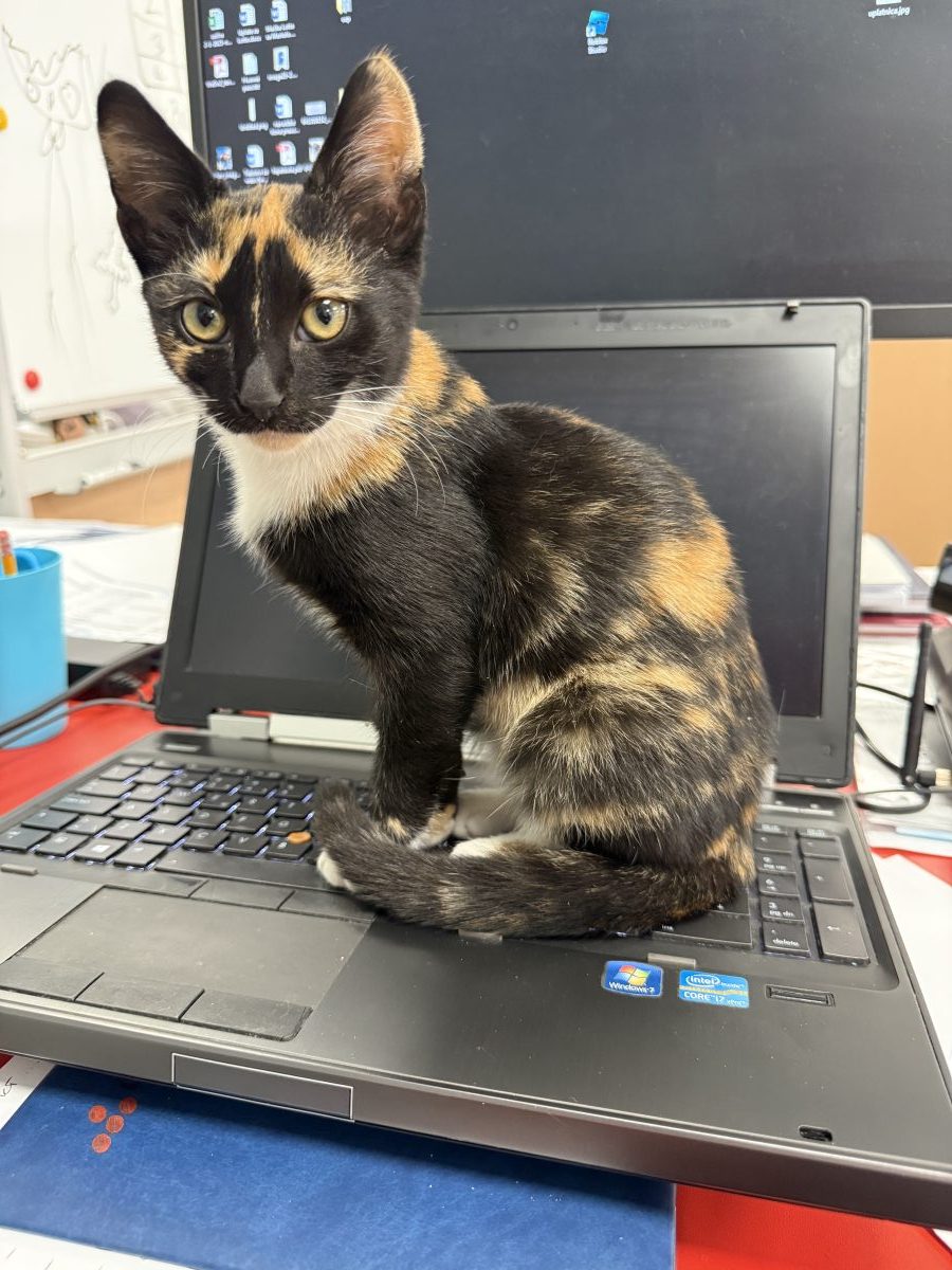 Cat